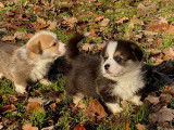 8 chiots Welsh Corgi Pembrokes LOF à réserver
