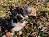 8 chiots Welsh Corgi Pembrokes LOF à réserver