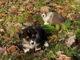 8 chiots Welsh Corgi Pembrokes LOF à réserver