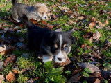 8 chiots Welsh Corgi Pembrokes LOF à réserver