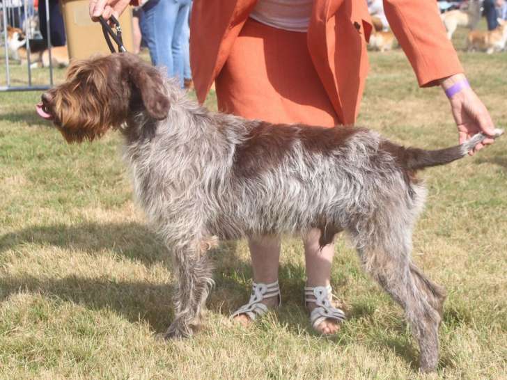 Un chien Griffon Korthals LOF de 4 ans disponible à l'achat