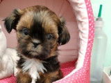 Réservation de chiots Shih Tzu fauve foncé (LOF)
