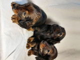 À réserver : des chiots Teckels LOF au pelage fauve charbonné