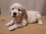 3 chiots Golden Retrievers mâles beiges (LOF), à vendre