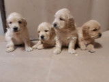3 chiots Golden Retrievers mâles beiges (LOF), à vendre