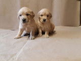 3 chiots Golden Retrievers mâles beiges (LOF), à vendre