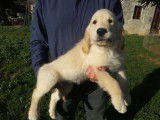 3 chiots Golden Retrievers mâles beiges (LOF), à vendre