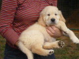 3 chiots Golden Retrievers mâles beiges (LOF), à vendre