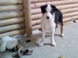 &Agrave; vendre, chiot Border Collie femelle tricolore (LOF)