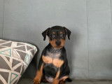 Vente de chiots Pinshcers Nains noir et feu (LOF)