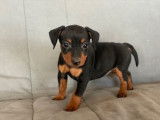 Vente de chiots Pinshcers Nains noir et feu (LOF)