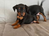 Vente de chiots Pinshcers Nains noir et feu (LOF)