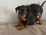 Vente de chiots Pinshcers Nains noir et feu (LOF)