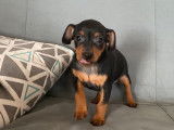 Vente de chiots Pinshcers Nains noir et feu (LOF)