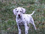 2 chiots Dalmatiens mâles foie et blanc LOF disponibles à la vente