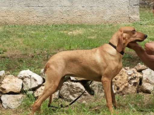À vendre : une chienne Briquet de Provence LOF de 4 ans