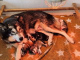 À réserver, 4 chiots Malamutes de l’Alaska LOF