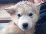 8 chiots Malamutes de l'Alaska LOF disponibles &agrave; la vente