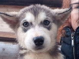 8 chiots Malamutes de l'Alaska LOF disponibles &agrave; la vente