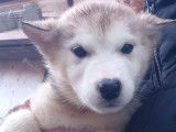 8 chiots Malamutes de l'Alaska LOF disponibles &agrave; la vente