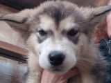 8 chiots Malamutes de l'Alaska LOF disponibles &agrave; la vente