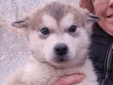 8 chiots Malamutes de l'Alaska LOF disponibles &agrave; la vente