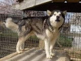 8 chiots Malamutes de l'Alaska LOF disponibles &agrave; la vente