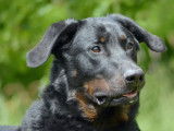 14 chiots Beaucerons LOF à réserver