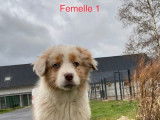 &Agrave; vendre : 8 chiots Bergers Australiens LOF