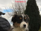 &Agrave; vendre : 8 chiots Bergers Australiens LOF