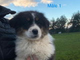 &Agrave; vendre : 8 chiots Bergers Australiens LOF