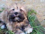 2  chiots Lhassa Apsos LOF &agrave; vendre