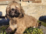 2  chiots Lhassa Apsos LOF &agrave; vendre