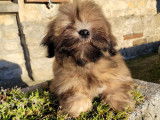 2  chiots Lhassa Apsos LOF &agrave; vendre