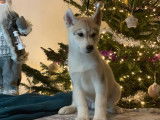 &Agrave; vendre : 4 chiots Husky m&acirc;les LOF d'octobre 2022