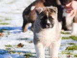 Un chiot mâle Akita Américain LOF, d'octobre 2022, à vendre