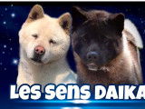 Un chiot mâle Akita Américain LOF, d'octobre 2022, à vendre