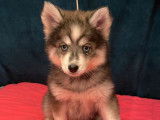 Vente d'un chiot Pomsky F2 mâle noir fumé, non LOF