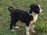 À vendre : 5 chiots mâles Border Collie croisé Berger Australien