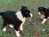 À vendre : 5 chiots mâles Border Collie croisé Berger Australien