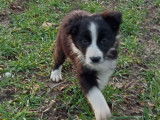 À vendre : 5 chiots mâles Border Collie croisé Berger Australien