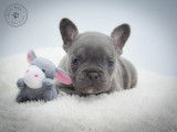 Chiots Bouledogue Français à vendre