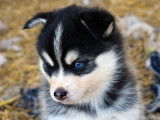 Chiots Pomsky F3+ à vendre