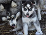 Chiots Pomsky F3+ à vendre