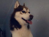 Husky Sibérien disponible pour saillie