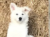 Dernier chiot Berger Blanc Suisse à vendre
