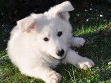 Dernier chiot Berger Blanc Suisse à vendre