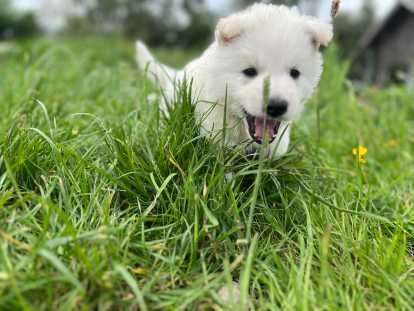 Dernier chiot Berger Blanc Suisse à vendre