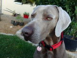 Braque de Weimar disponible pour saillie