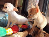 Femelles Chihuahua à poil long LOF à vendre